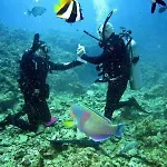Paraiso - Dive *